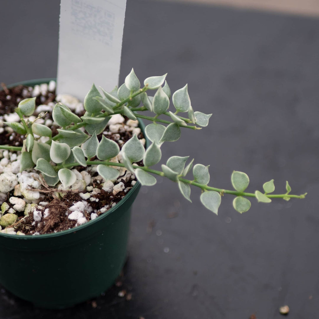 Gabriella Plants Other Dischidia ruscifolia 'Variegata' "Million Hearts"