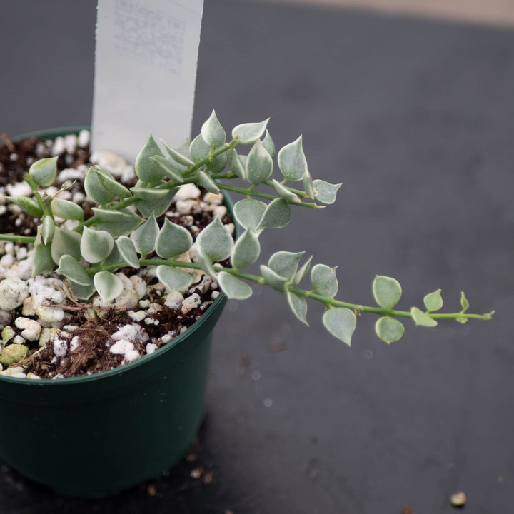 Gabriella Plants Other Dischidia ruscifolia 'Variegata' "Million Hearts"