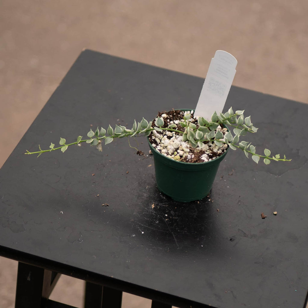 Gabriella Plants Other Dischidia ruscifolia 'Variegata' "Million Hearts"