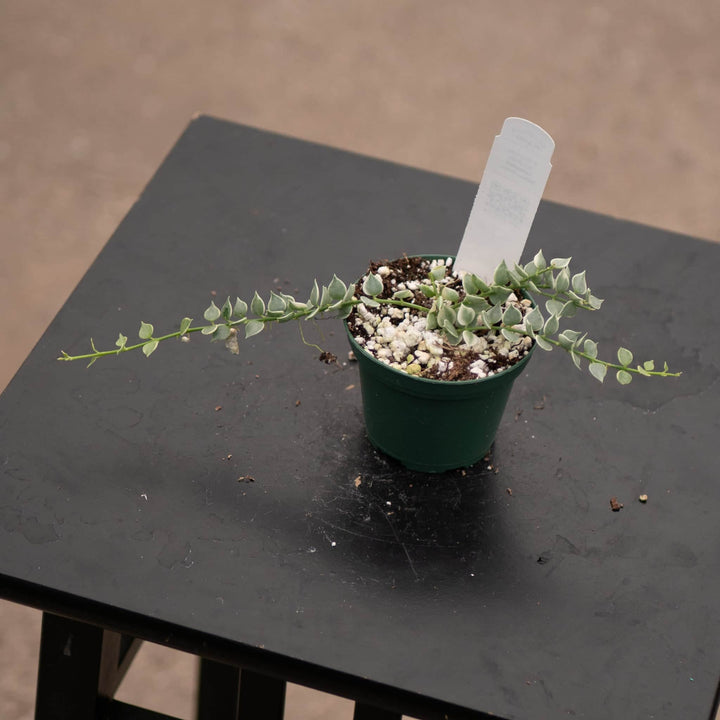 Gabriella Plants Other Dischidia ruscifolia 'Variegata' "Million Hearts"