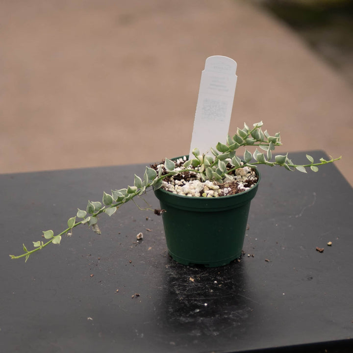 Gabriella Plants Other Dischidia ruscifolia 'Variegata' "Million Hearts"