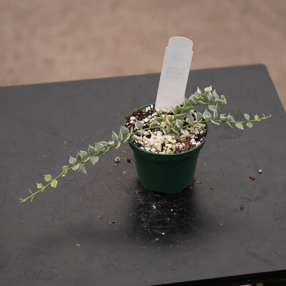 Gabriella Plants Other 3" Dischidia ruscifolia 'Variegata' "Million Hearts"