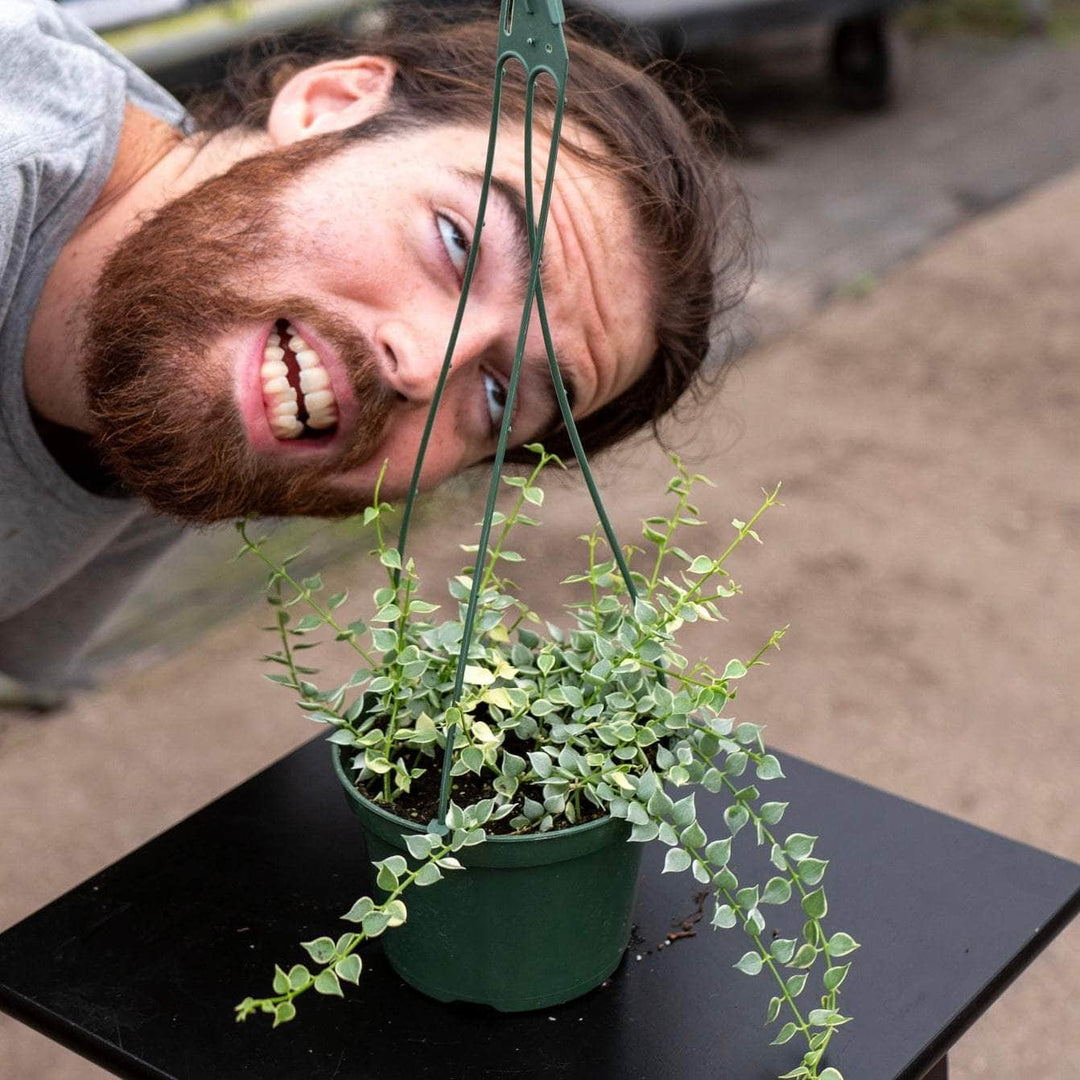 image.title Dischidia Ruscifolia