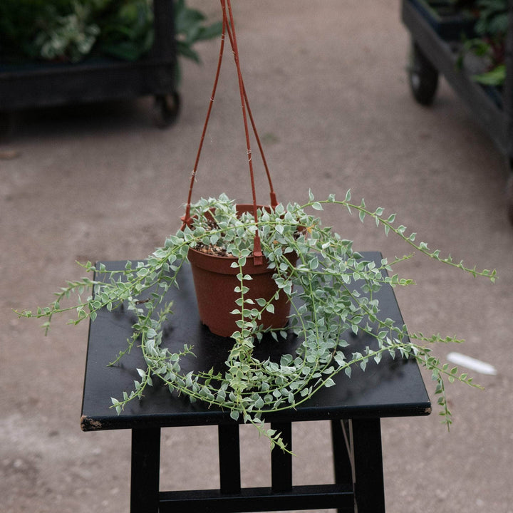 Gabriella Plants Other 5" Hanging Basket Dischidia ruscifolia 'Variegata' "Million Hearts"
