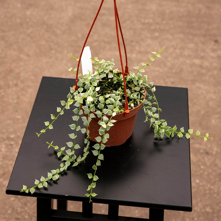 Gabriella Plants Other 5" Hanging Basket Dischidia ruscifolia 'Variegata' "Million Hearts"