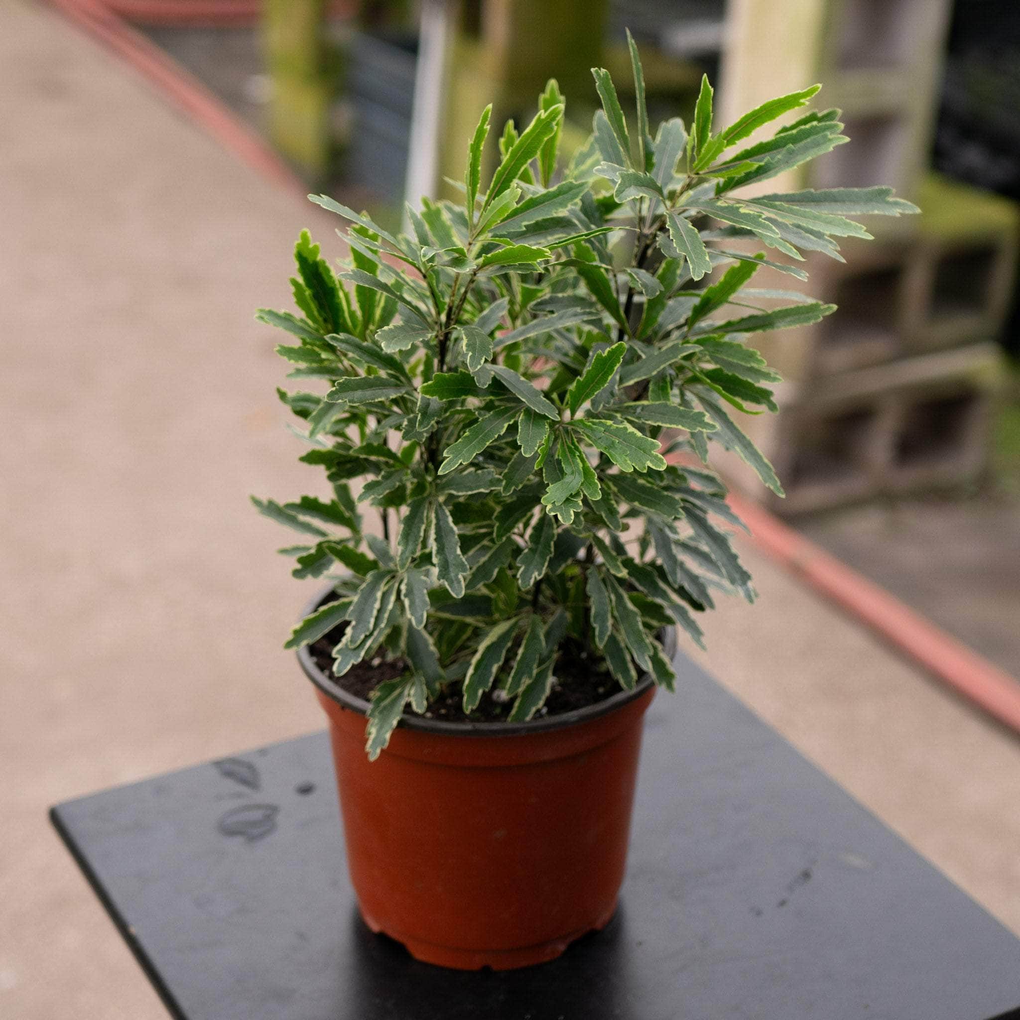 Dizygotheca elegantissima 'Aralia Bianca'
