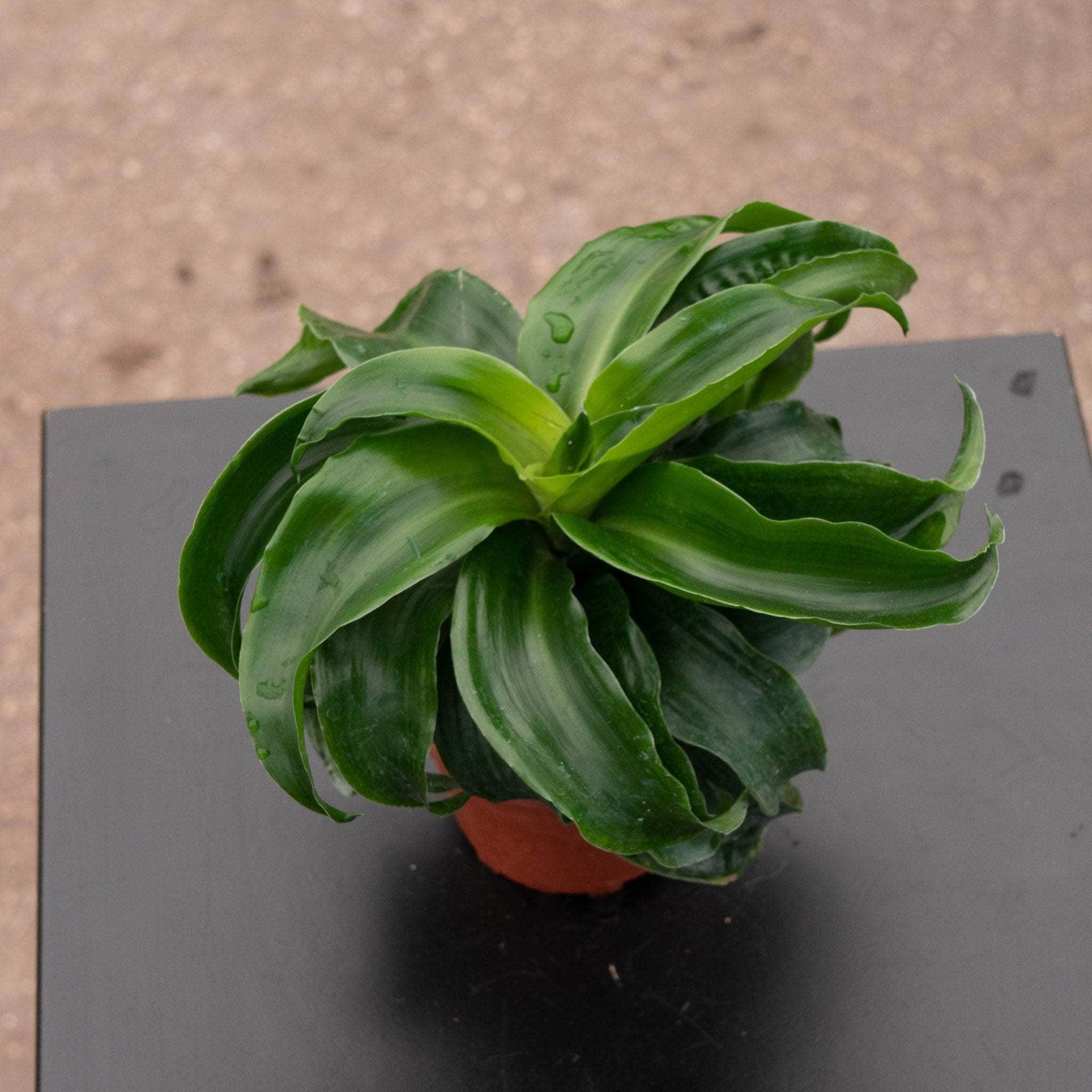 dark green dracaena Dracaena deremensis 'Dragon Twister'