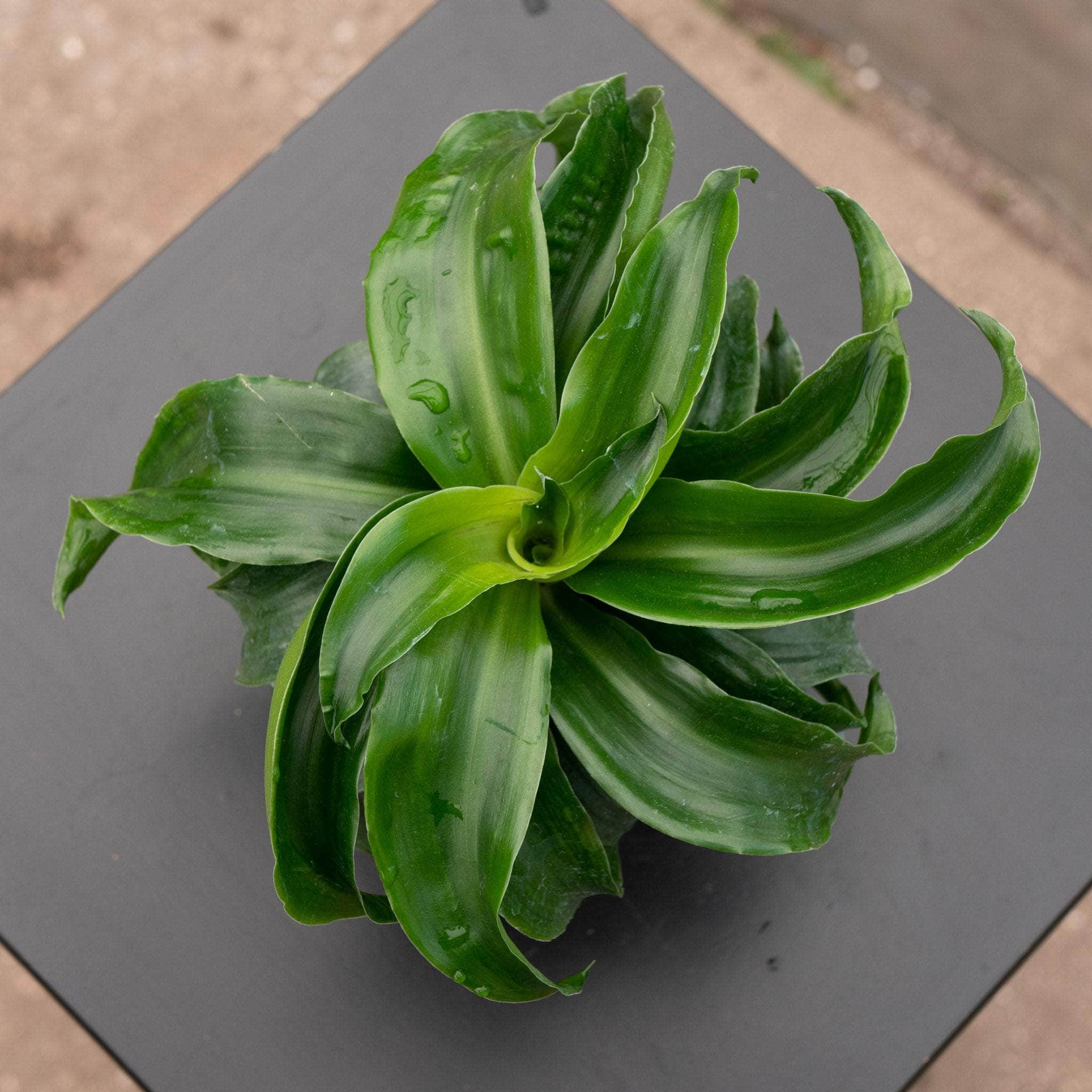 Dracaena deremensis 'Dragon Twister' - Gabriella Plants