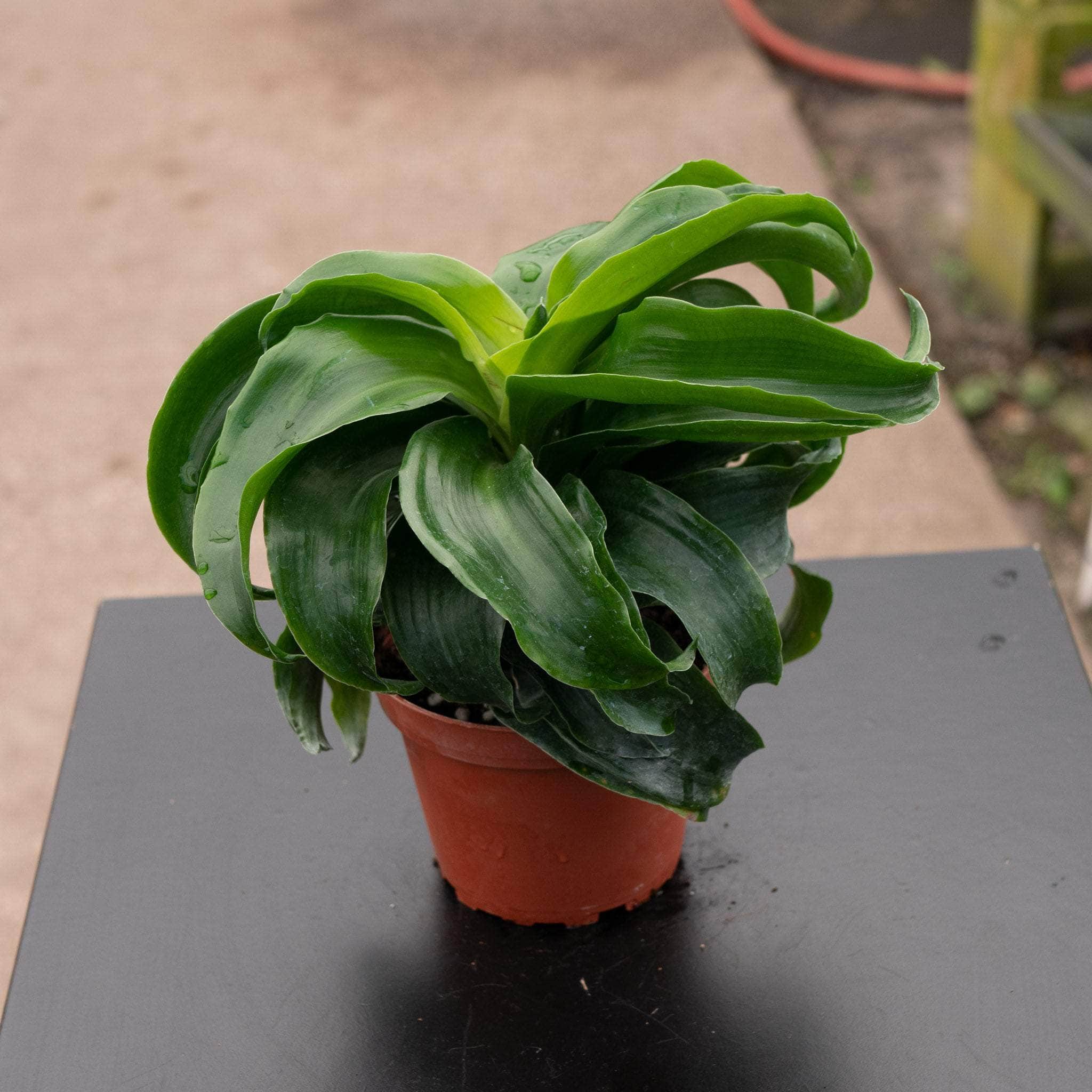 Dracaena deremensis 'Dragon Twister'