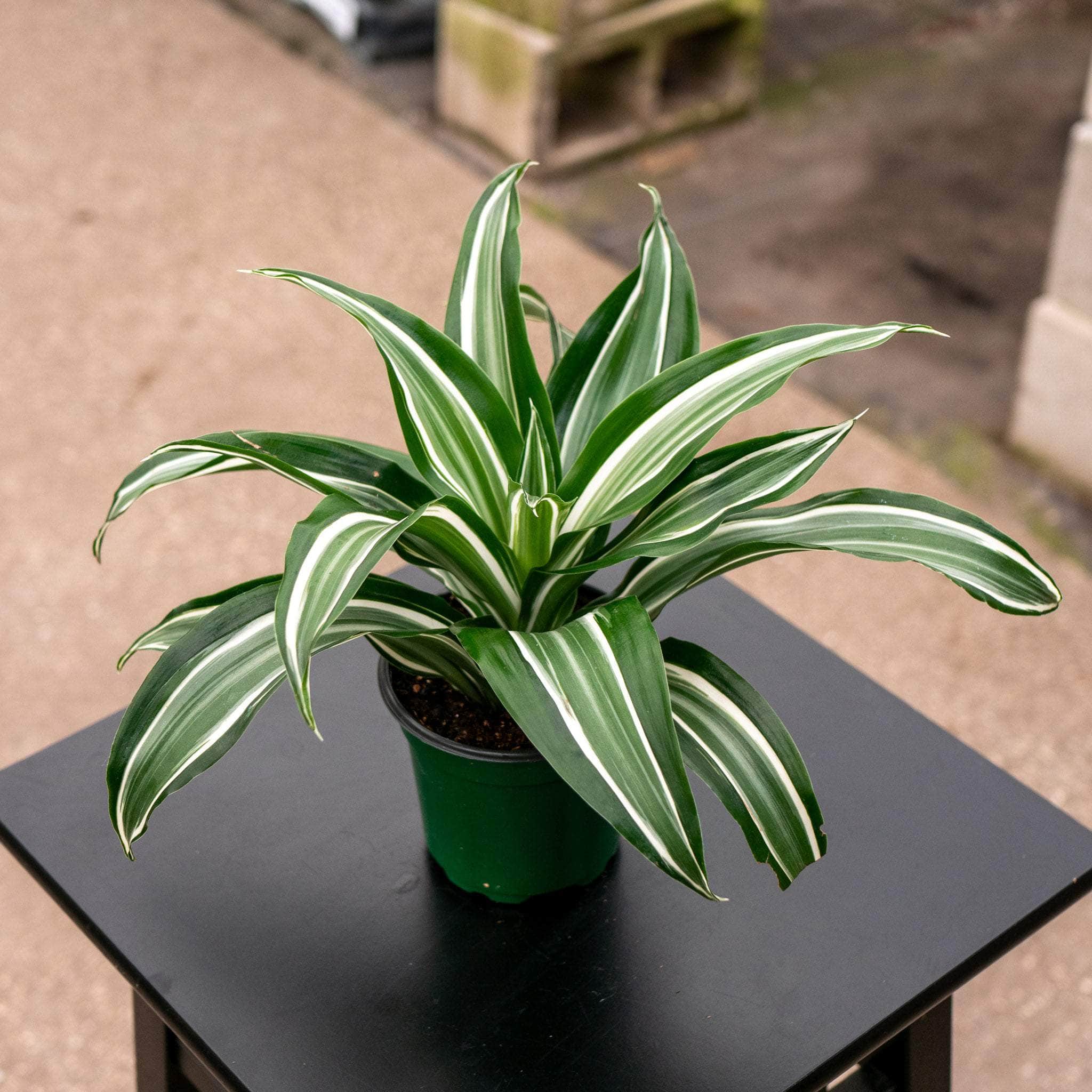 dracaena dragon jade jewel Dracaena deremensis 'Jade Jewel'
