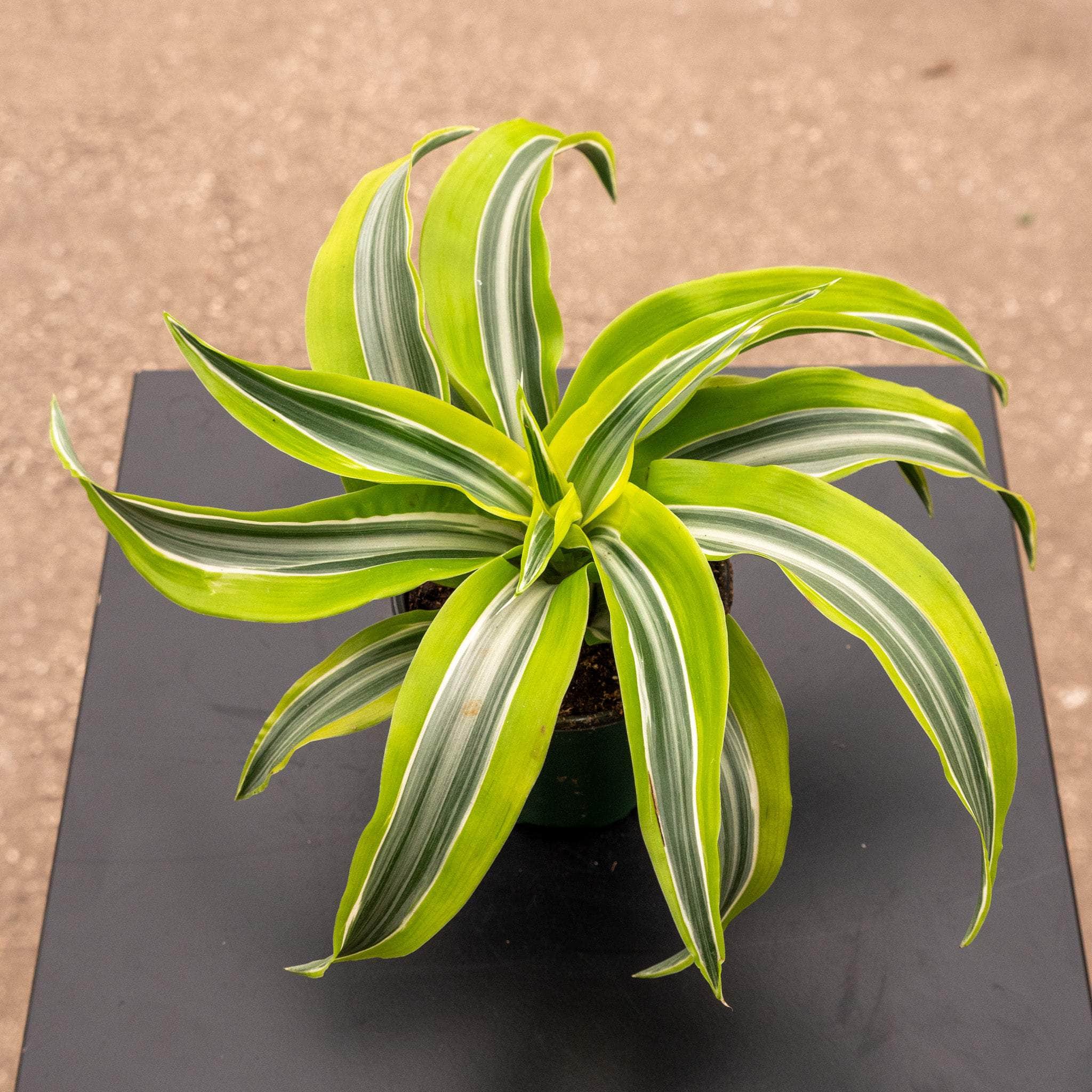 dracaena deremensis lemon surprise Dracaena deremensis 'Lemon Surprise'