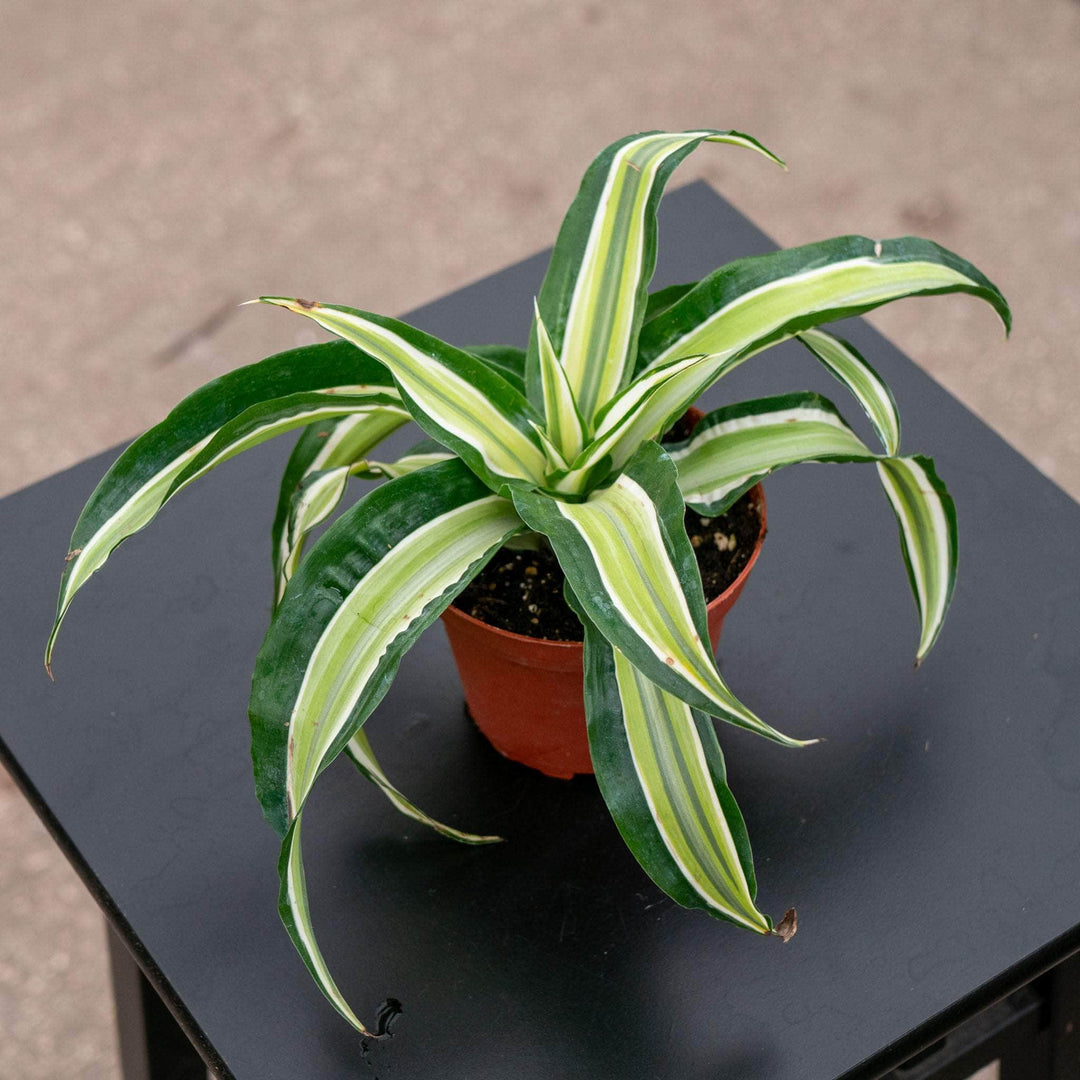 dracaena plant temperatures Dracaena deremensis 'Malaika'