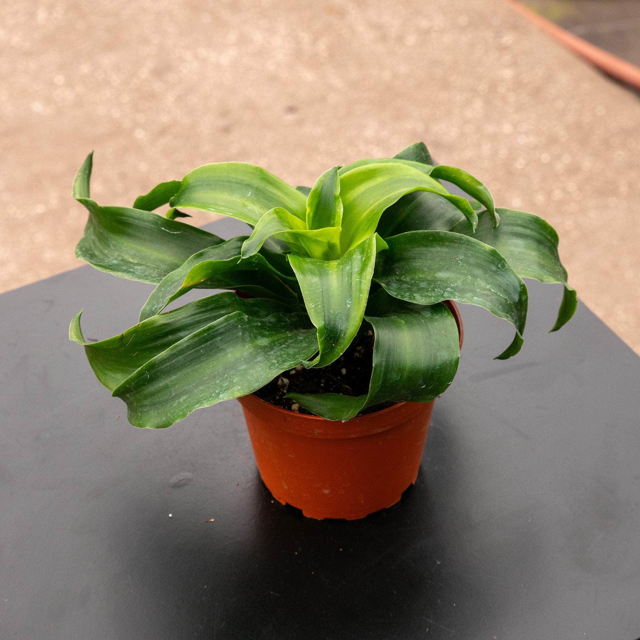 Dracaena deremensis 'Tornado'