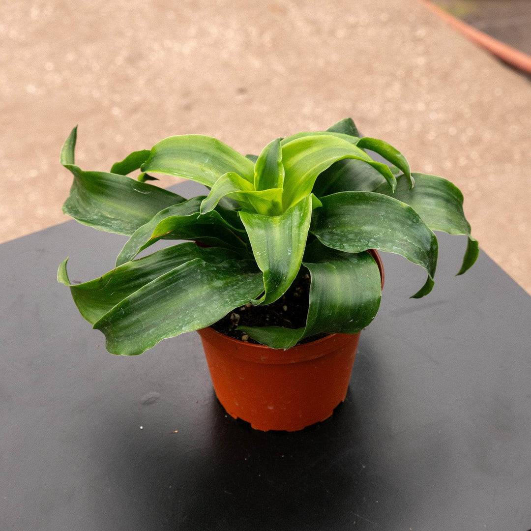 Gabriella Plants Other 4" Dracaena deremensis 'Twister'