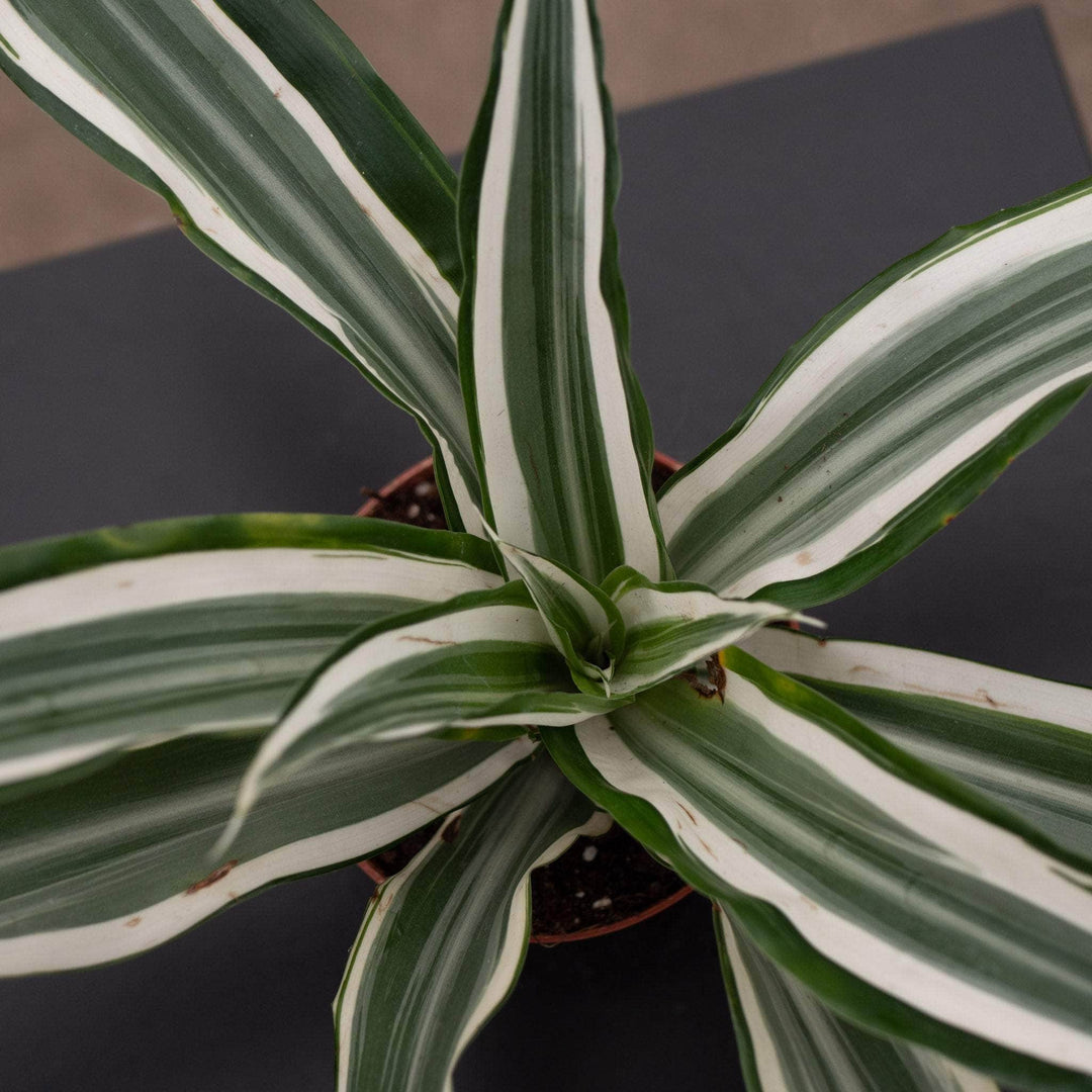 dracaena emerald Dracaena deremensis 'White Jewel'