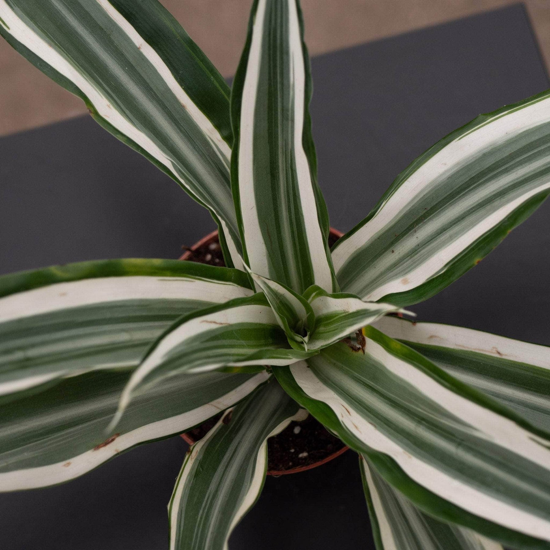 white jewel dracaena Dracaena deremensis 'White Jewel'