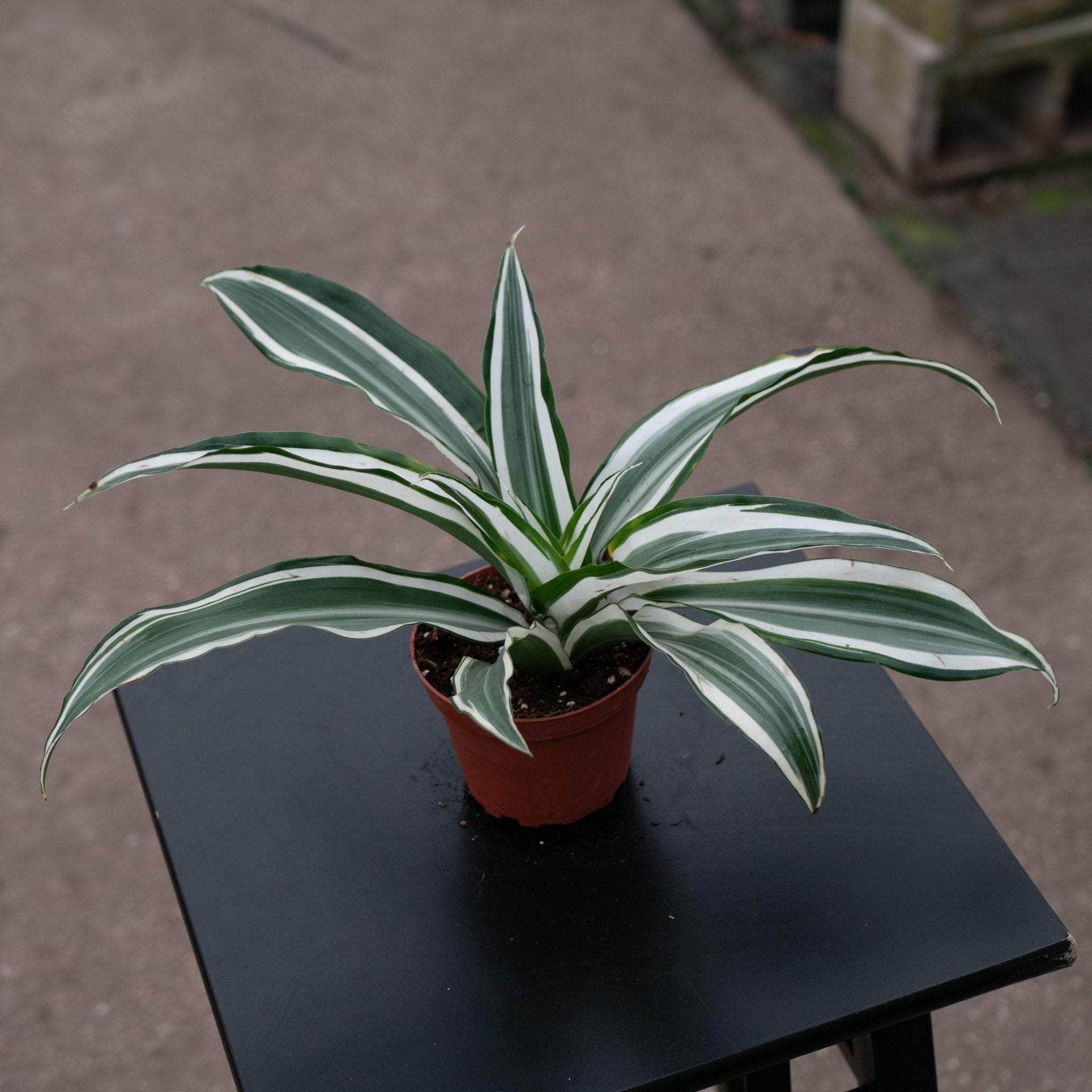 Dracaena deremensis 'White Jewel'
