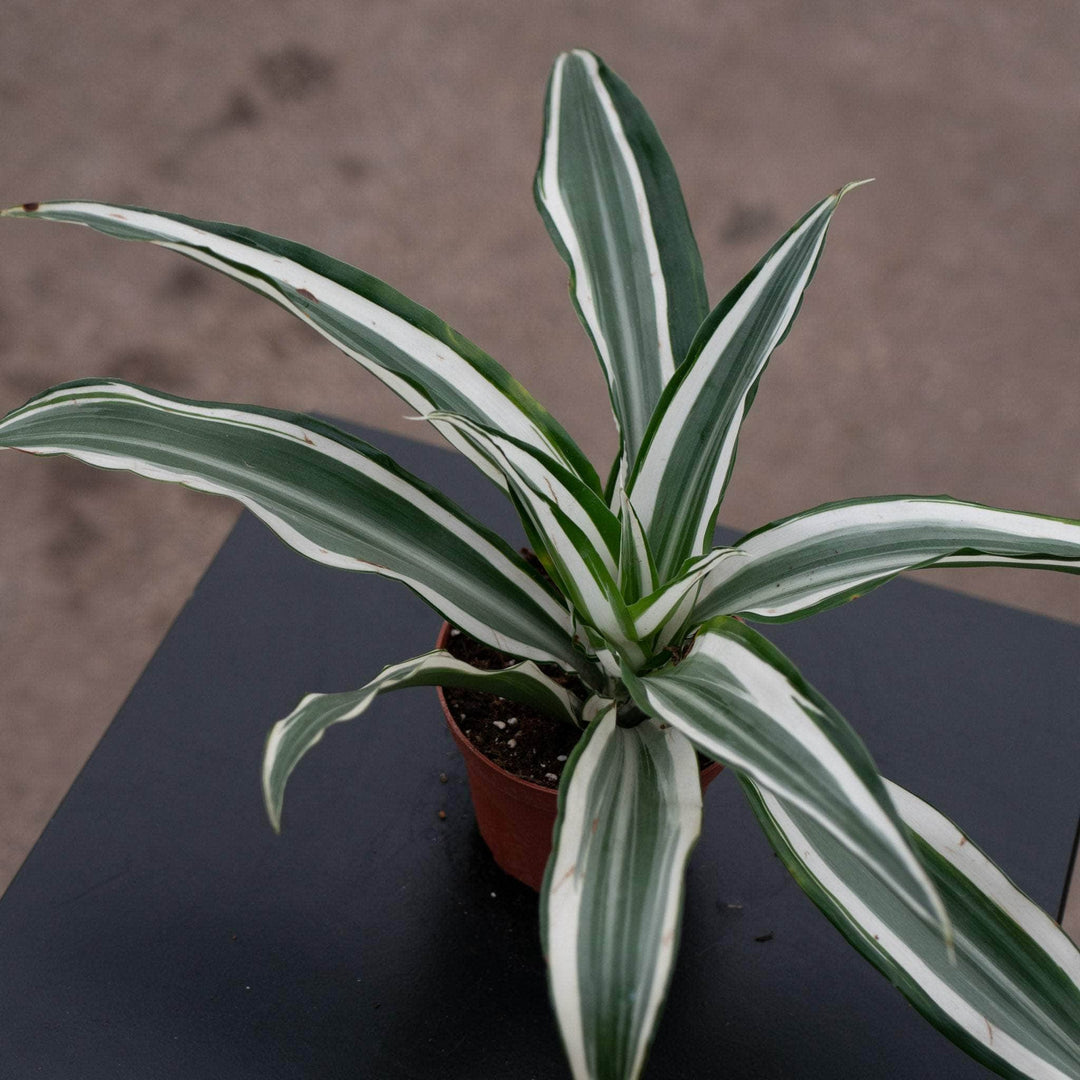 dracaena warneckii white Dracaena deremensis 'White Jewel'