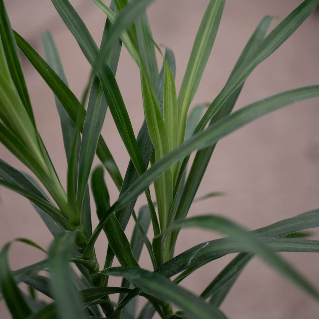 dracaena reflexa anita care Dracaena reflexa 'Anita Variegata'