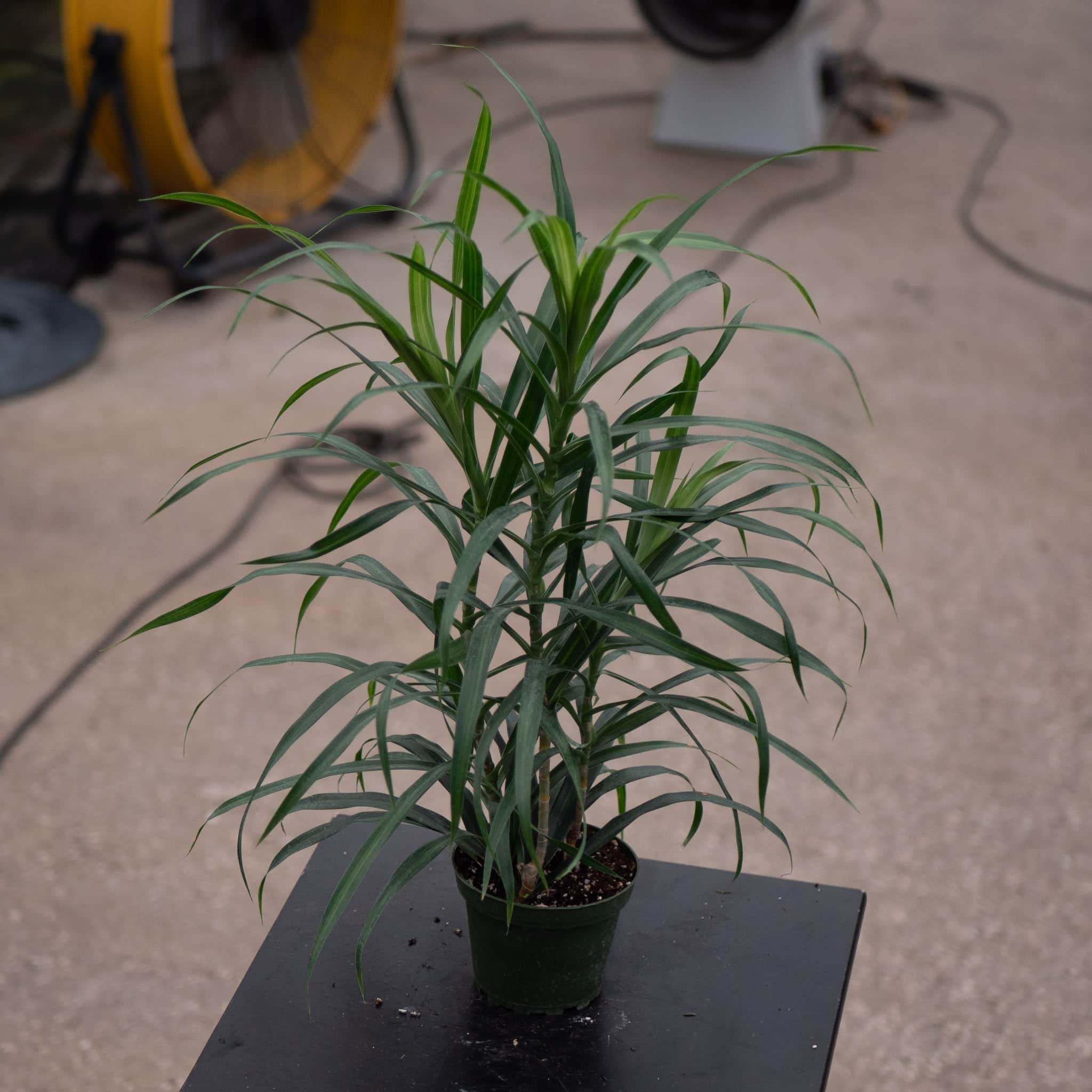 dracaena reflexa for sale Dracaena reflexa 'Anita Variegata'