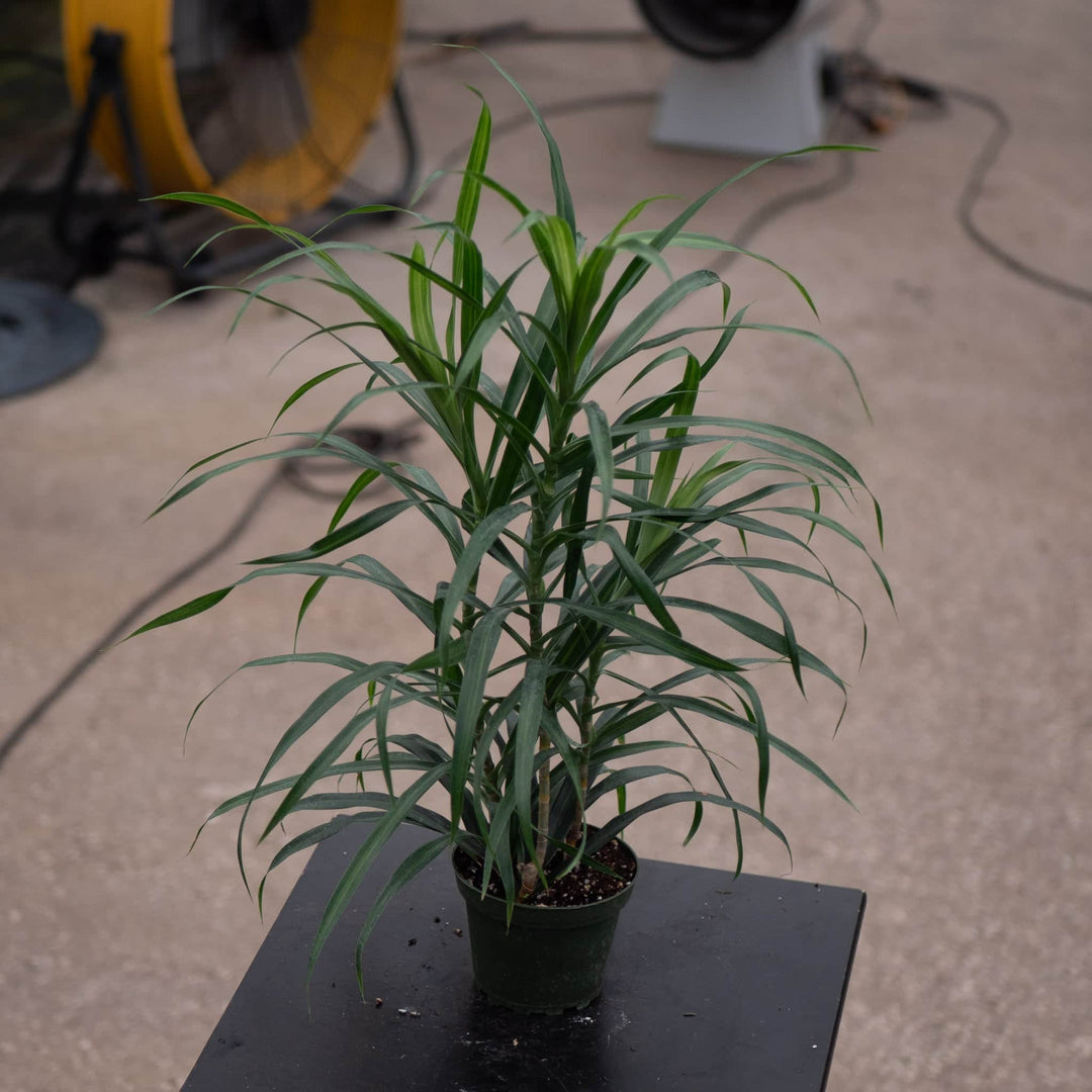 Gabriella Plants Other 4" Dracaena reflexa 'Anita Variegata'
