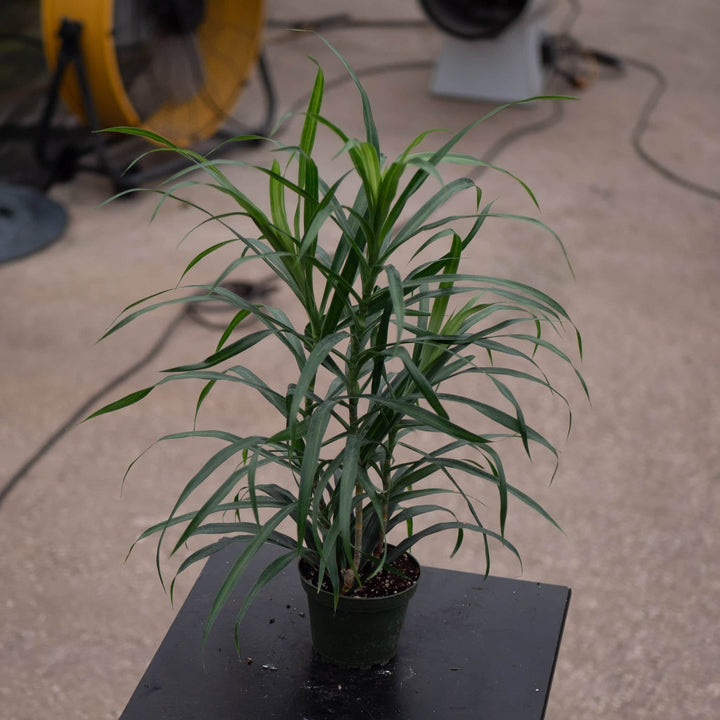 Gabriella Plants Other 4" Dracaena reflexa 'Anita Variegata'
