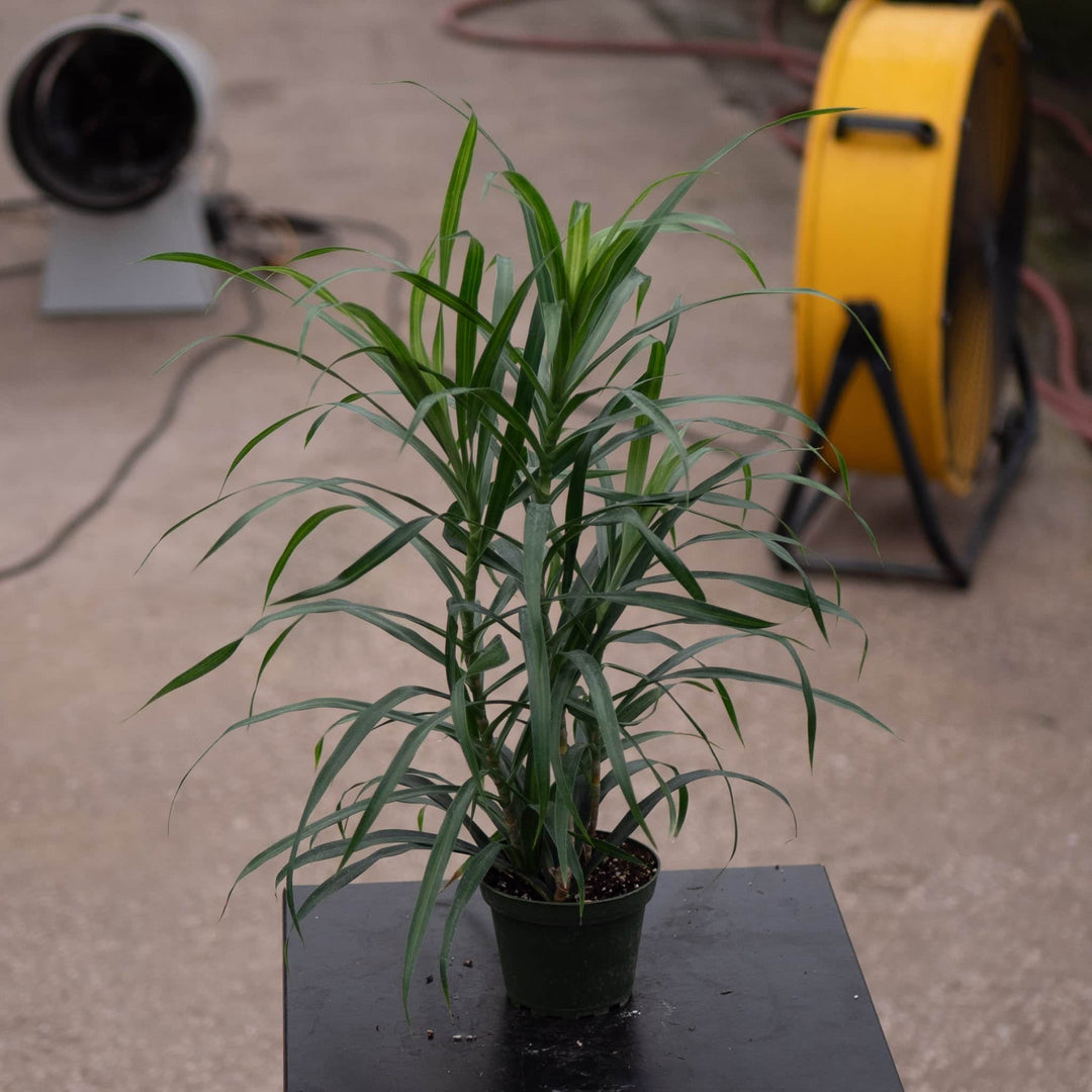 Gabriella Plants Other 4" Dracaena reflexa 'Anita Variegata'