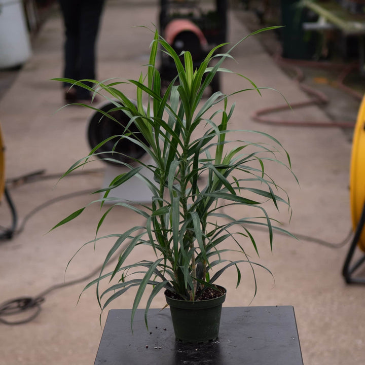 Gabriella Plants Other 4" Dracaena reflexa 'Anita Variegata'
