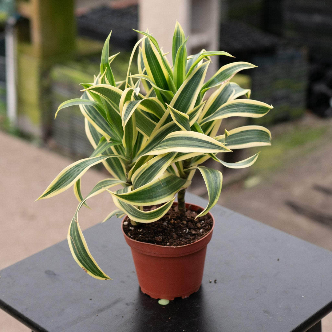 dracaena foliage plants Dracaena reflexa 'Song of India'