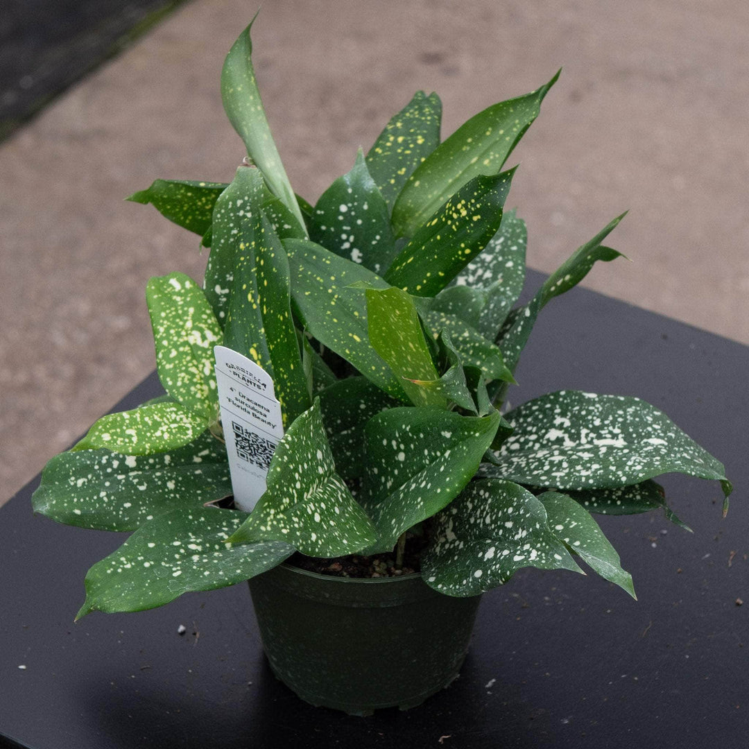 spotted dracaena plant Dracaena surculosa 'Florida Beauty'