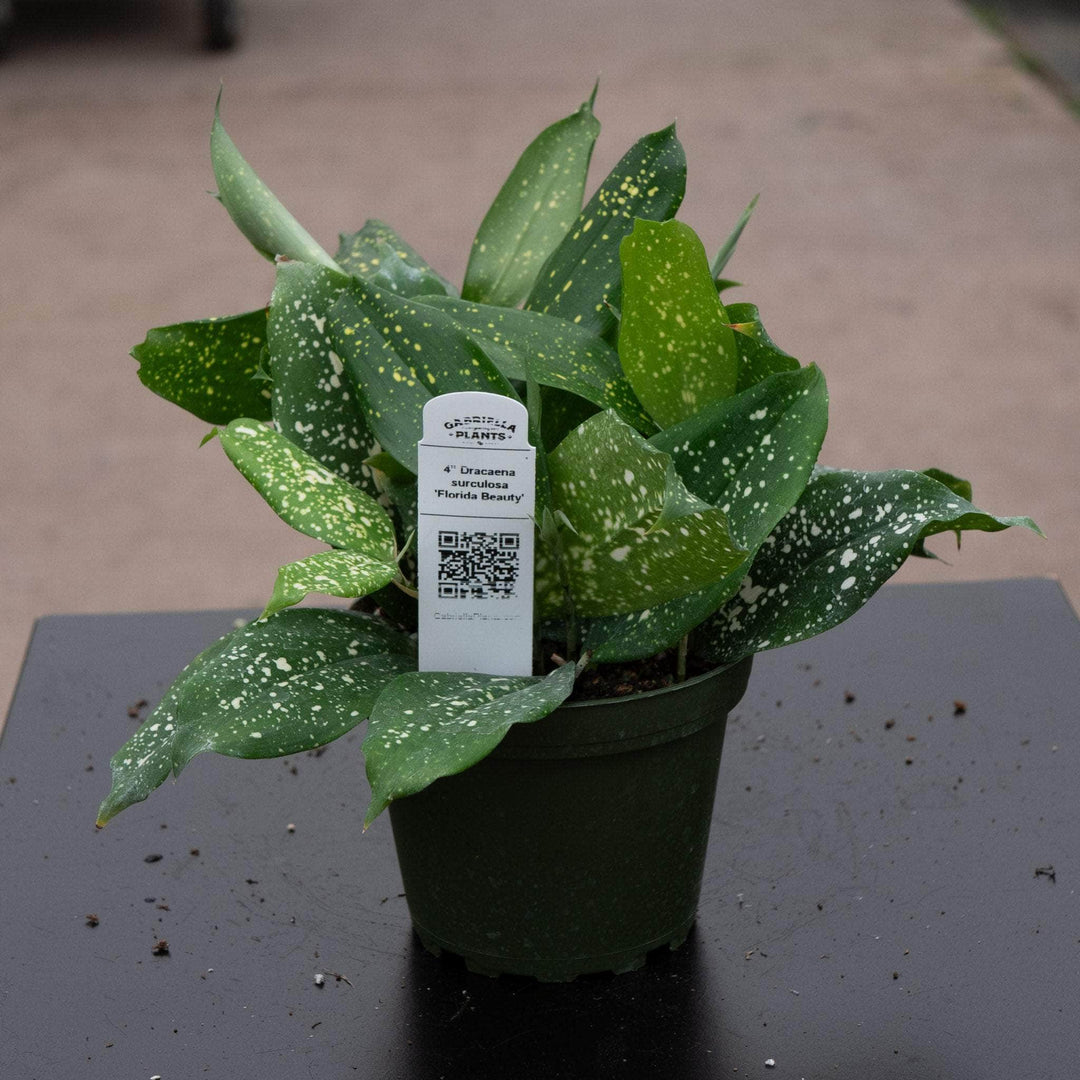 leaf spot dracaena Dracaena surculosa 'Florida Beauty'