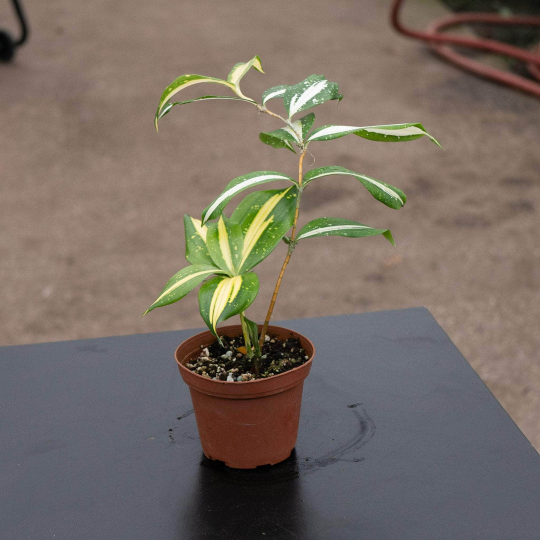 dracaena acaulis baker Dracaena surculosa ‘Milky Way’