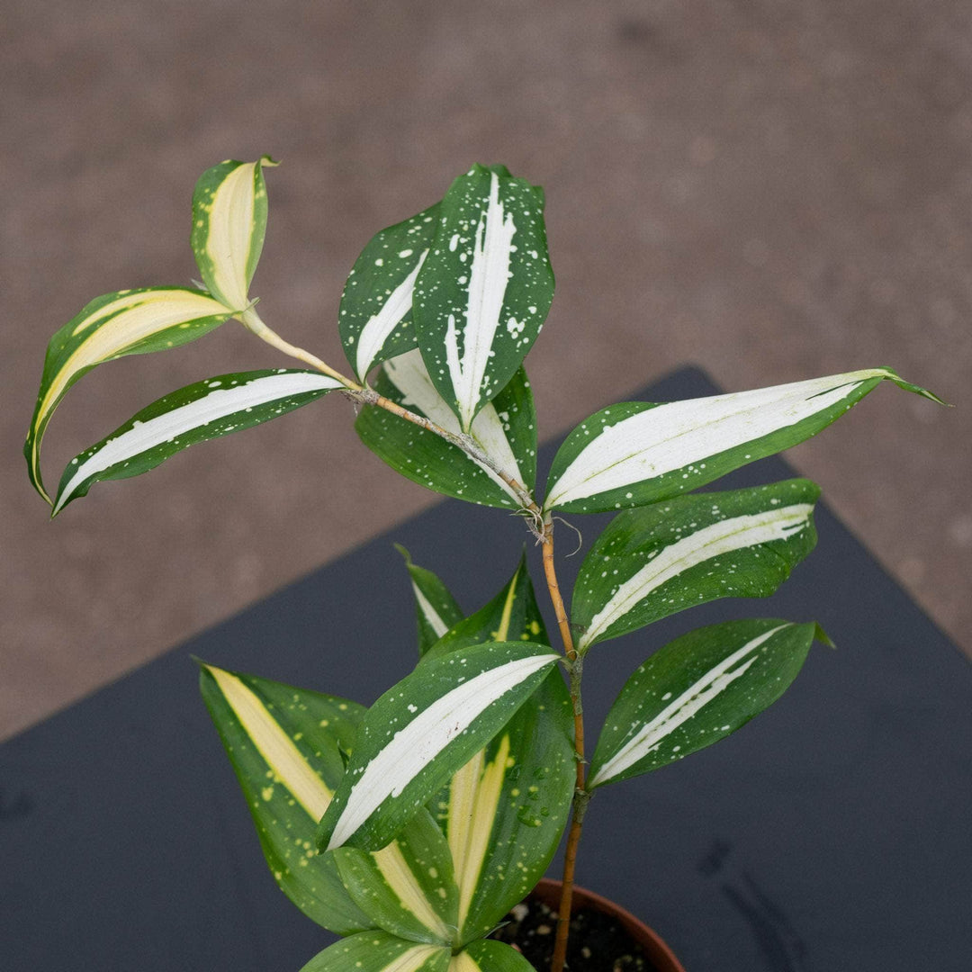 dracaena surculosa japanese bamboo Dracaena surculosa 'Milky Way'