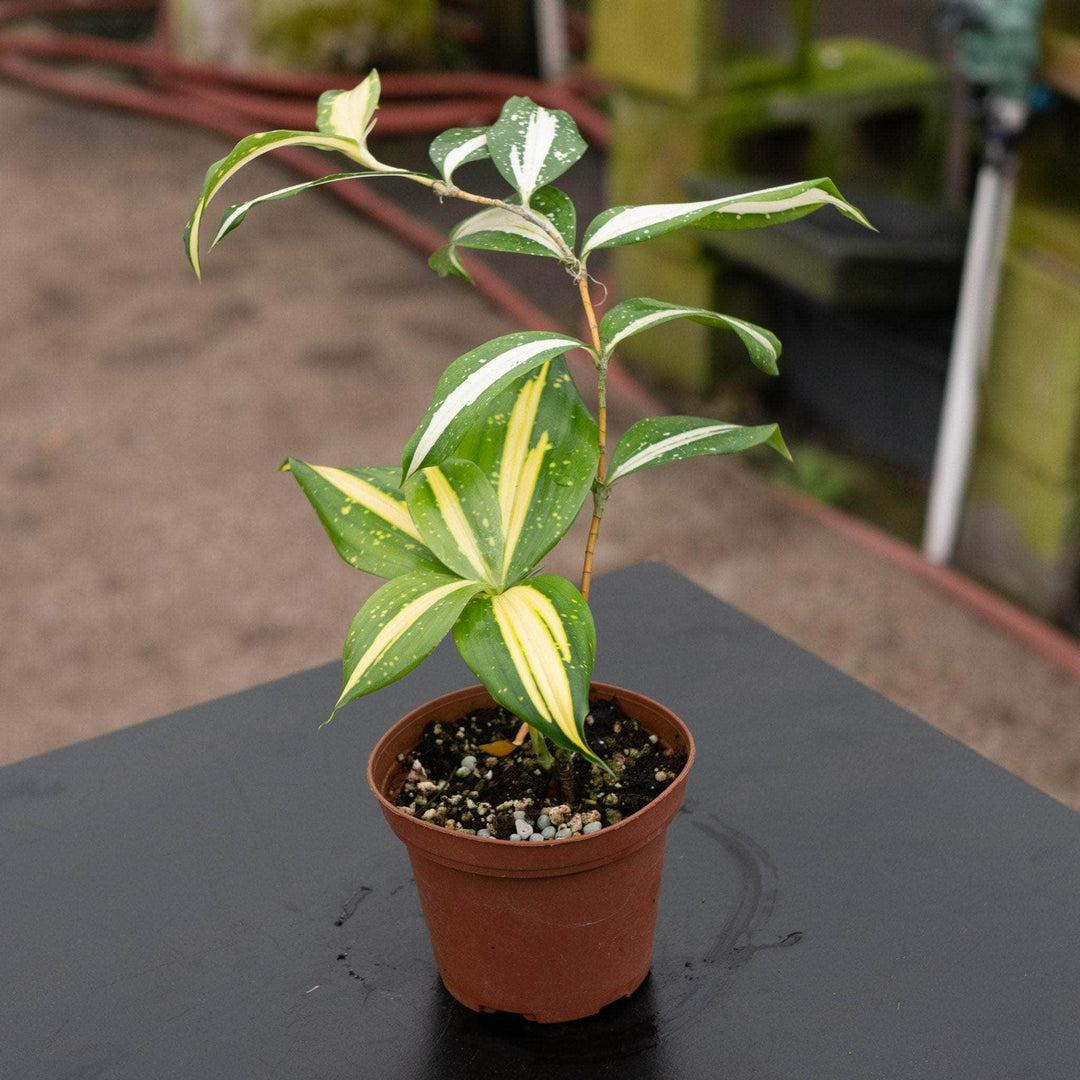 dracaena godseffiana milky way Dracaena surculosa ‘Milky Way’