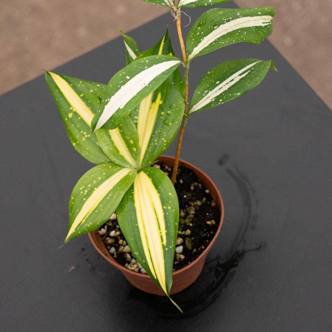 dracaena godseffiana milky way Dracaena surculosa 'Milky Way'