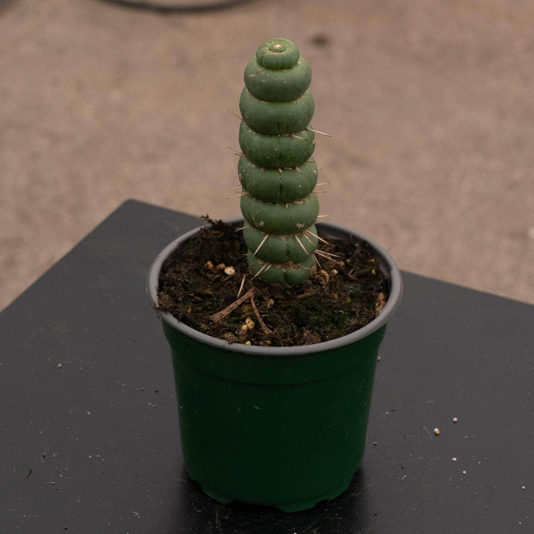 unicorn succulent plant Eulychnia castanea "Unicorn Cactus"