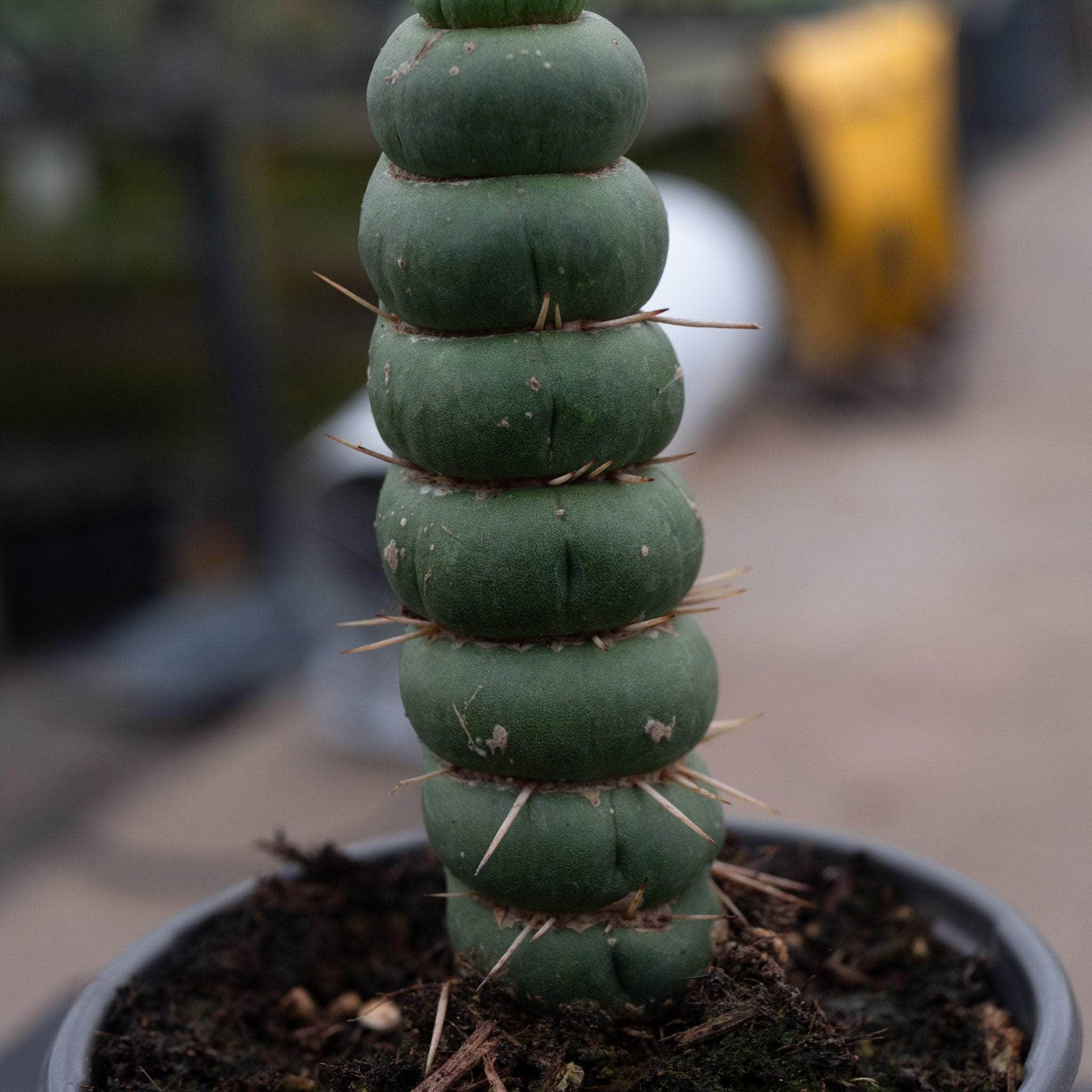 unicorn succulent Eulychnia castanea "Unicorn Cactus"