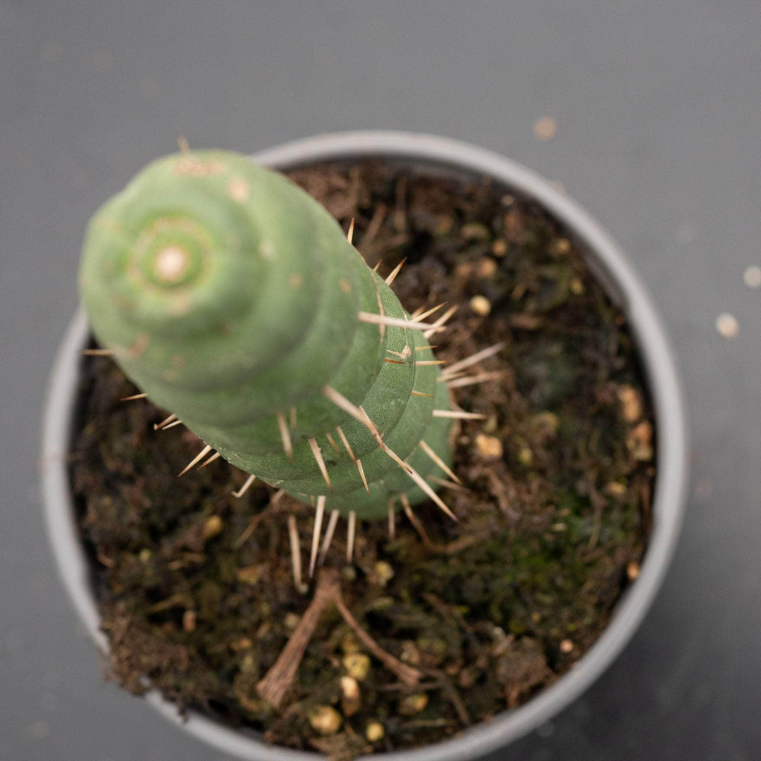 unicorn succulent plant Eulychnia castanea "Unicorn Cactus"