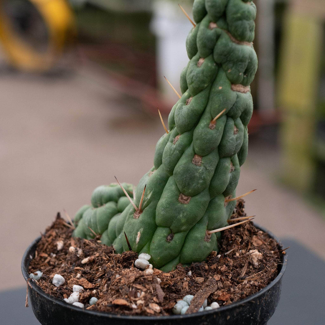unicorn succulent Eulychnia castanea "Unicorn Cactus"