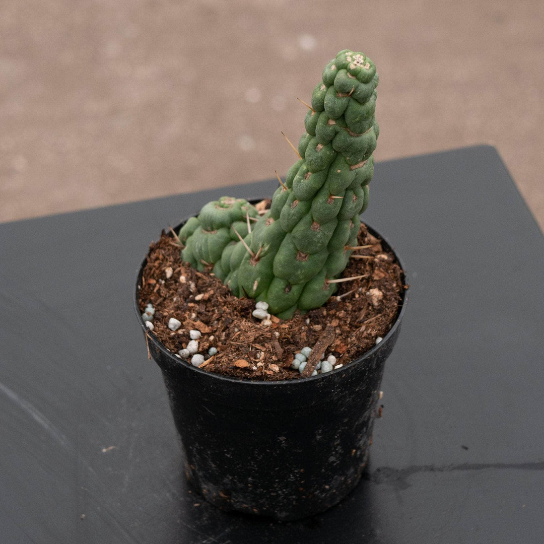 unicorn succulent plant Eulychnia castanea "Unicorn Cactus"