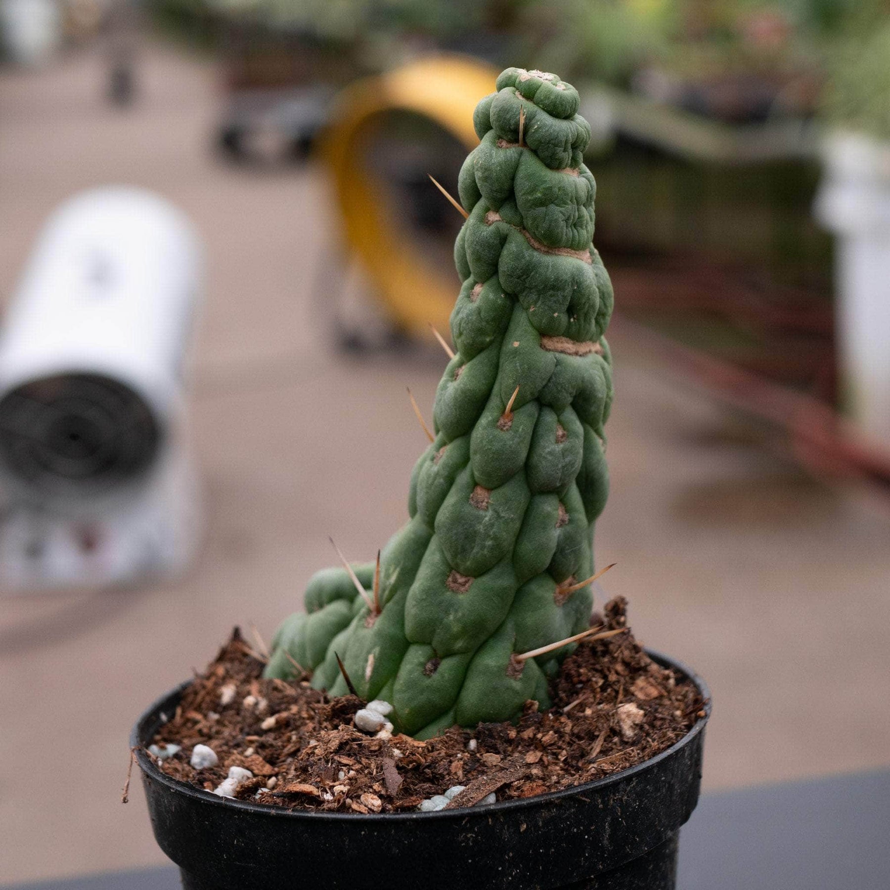 unicorn succulent plant Eulychnia castanea "Unicorn Cactus"