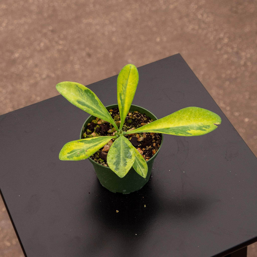 Gabriella Plants 4” Euphorbia drupifera 'Variegata'