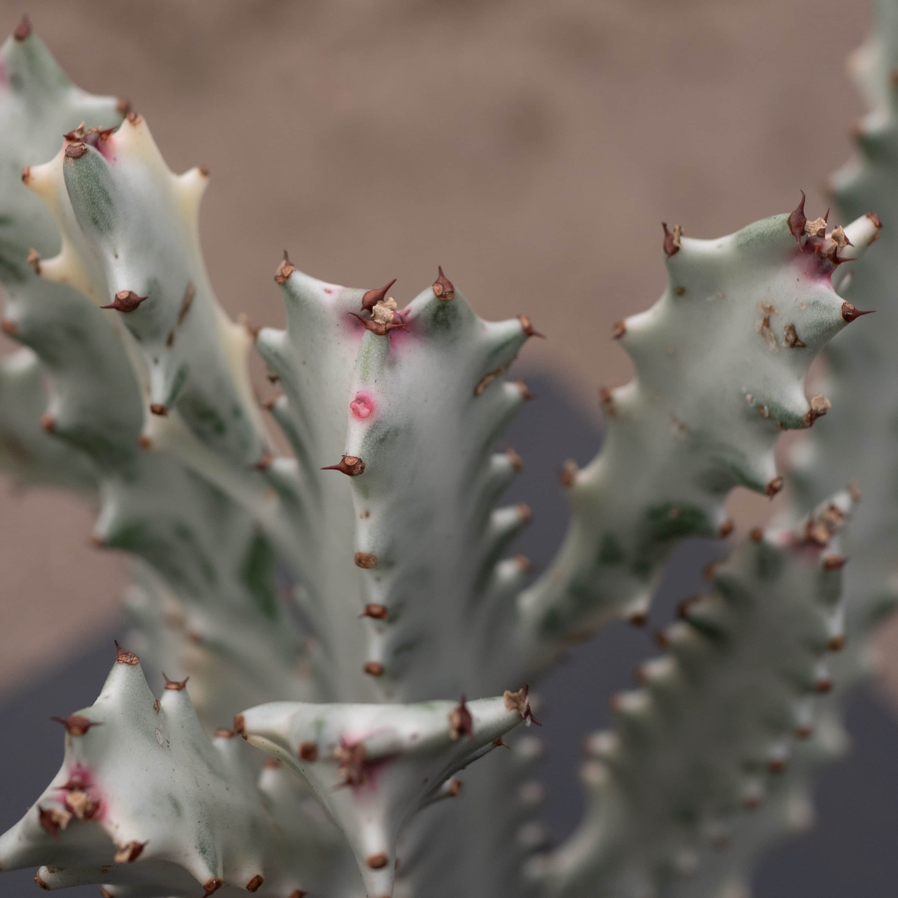 Euphorbia lactea Variegated 'Dragon Bones' 'White Ghost' - Thumbnail 3