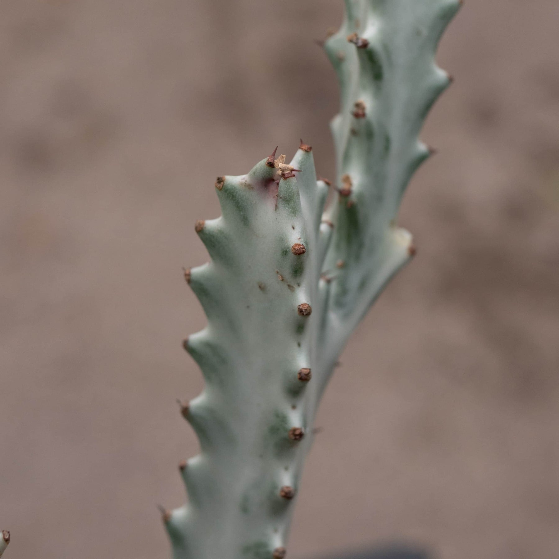 white ghost succulent Euphorbia lactea Variegated 'Dragon Bones' 'White Ghost'