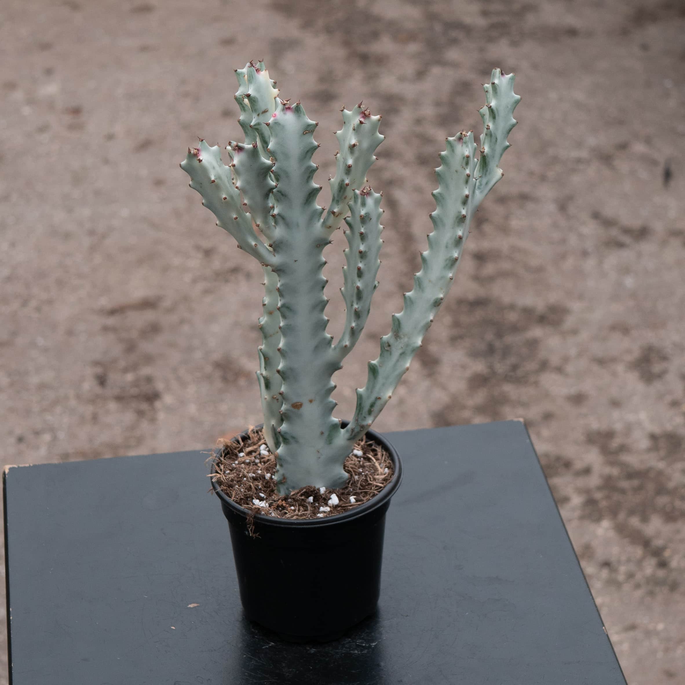 Gabriella Plants Euphorbia lactea - Thumbnail 2