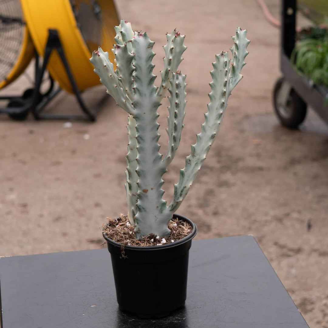 Gabriella Plants Tradescantia 4" Euphorbia lactea Variegated 'Dragon Bones' 'White Ghost'
