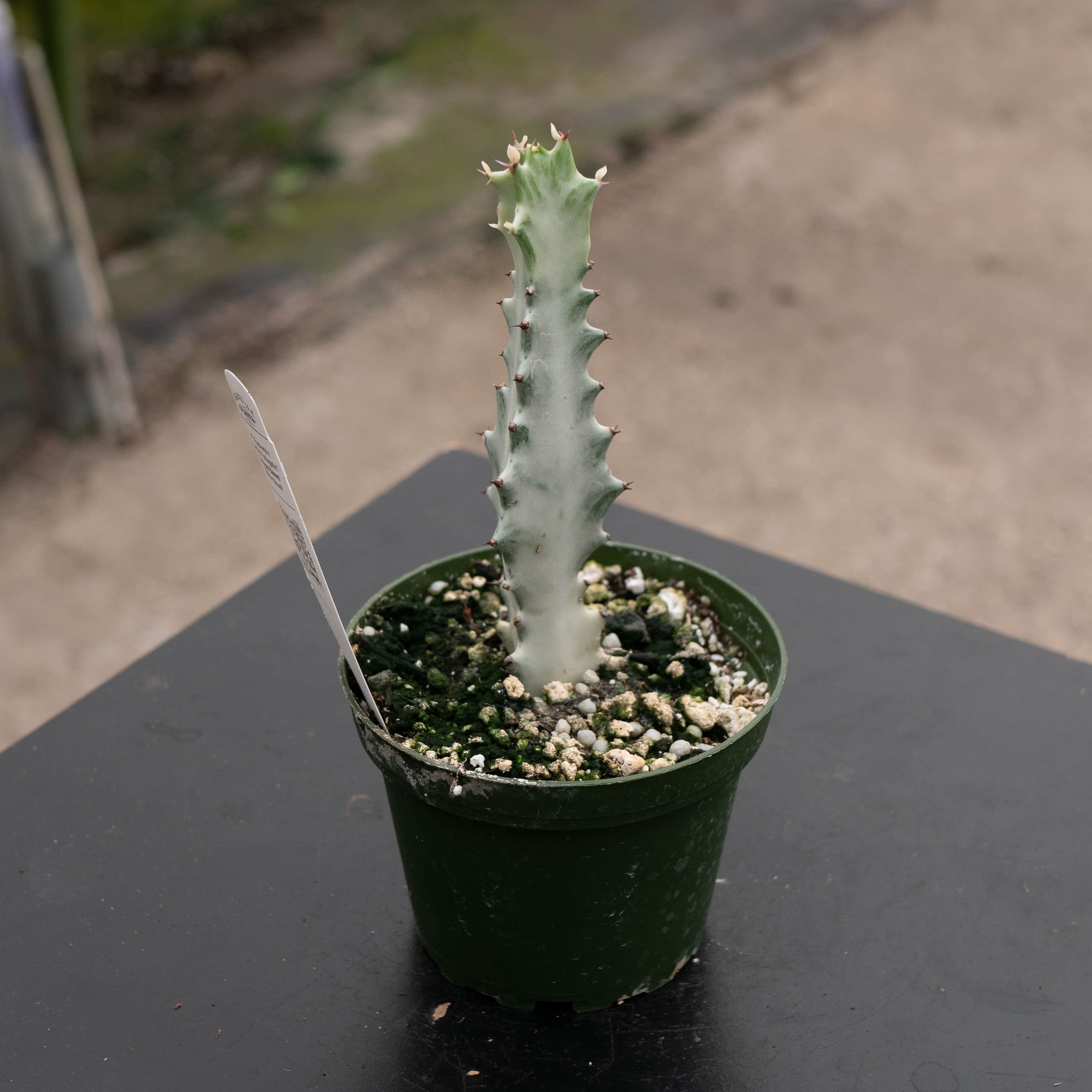 Euphorbia lactea Variegated 'Dragon Bones' 'White Ghost'