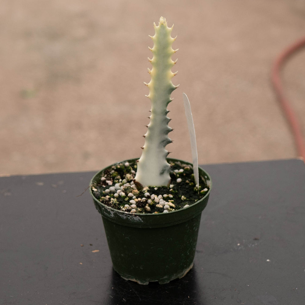 Gabriella Plants Tradescantia 4" Euphorbia lactea Variegated 'Dragon Bones' 'White Ghost'