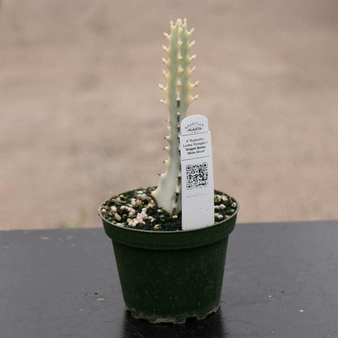 Gabriella Plants Tradescantia 4" Euphorbia lactea Variegated 'Dragon Bones' 'White Ghost'