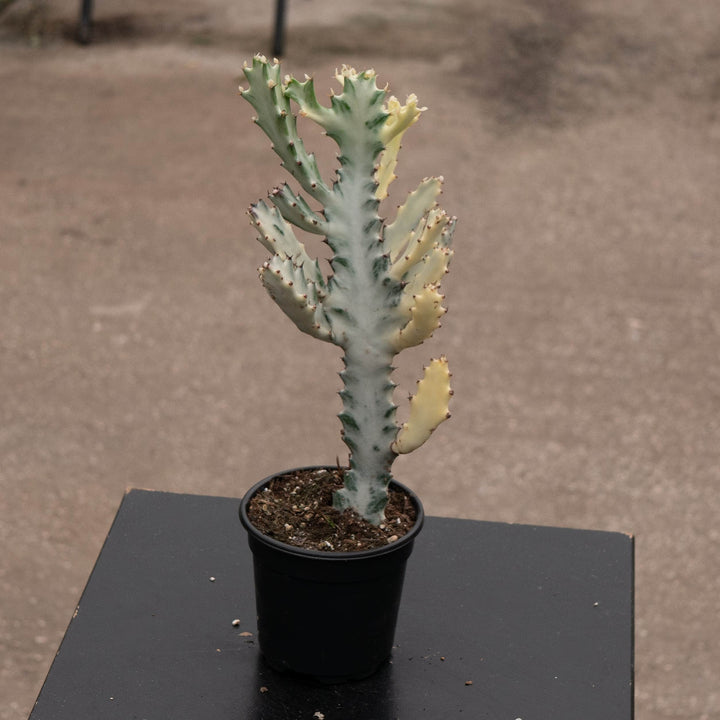Gabriella Plants Tradescantia 4" Euphorbia lactea Variegated &
